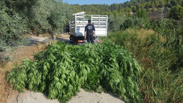 La Policía Local de Moratalla ha asestado un golpe al tráfico de drogas en el municipio al localizar una plantación de marihuana