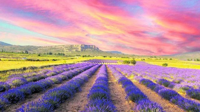 Moratalla celebra la floración de la lavanda con la novedad del Tren de la Floración, así como diferentes rutas y experiencias sensoriales