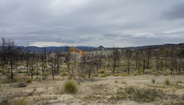 La Consejería de Presidencia continúa los trabajos de recuperación ambiental de la zona afectada por el incendio de Salmerón