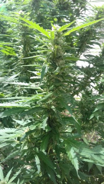 Nueva incautación de plantas de marihuana en Moratalla