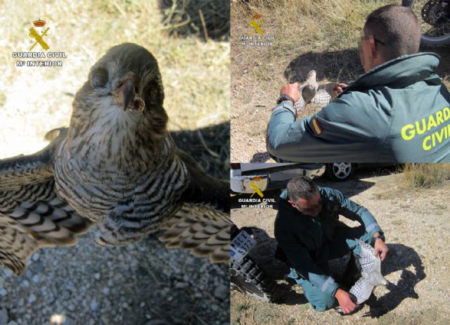 La Guardia Civil investiga a tres cazadores por la muerte de un gavilán en Moratalla