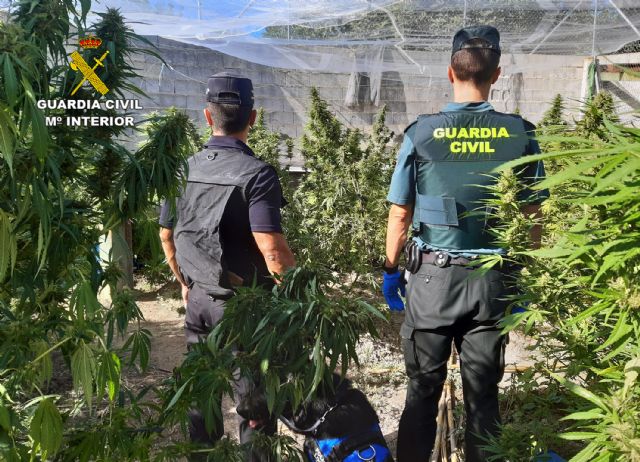 Desmantelan una plantación de marihuana en una explotación ganadera
